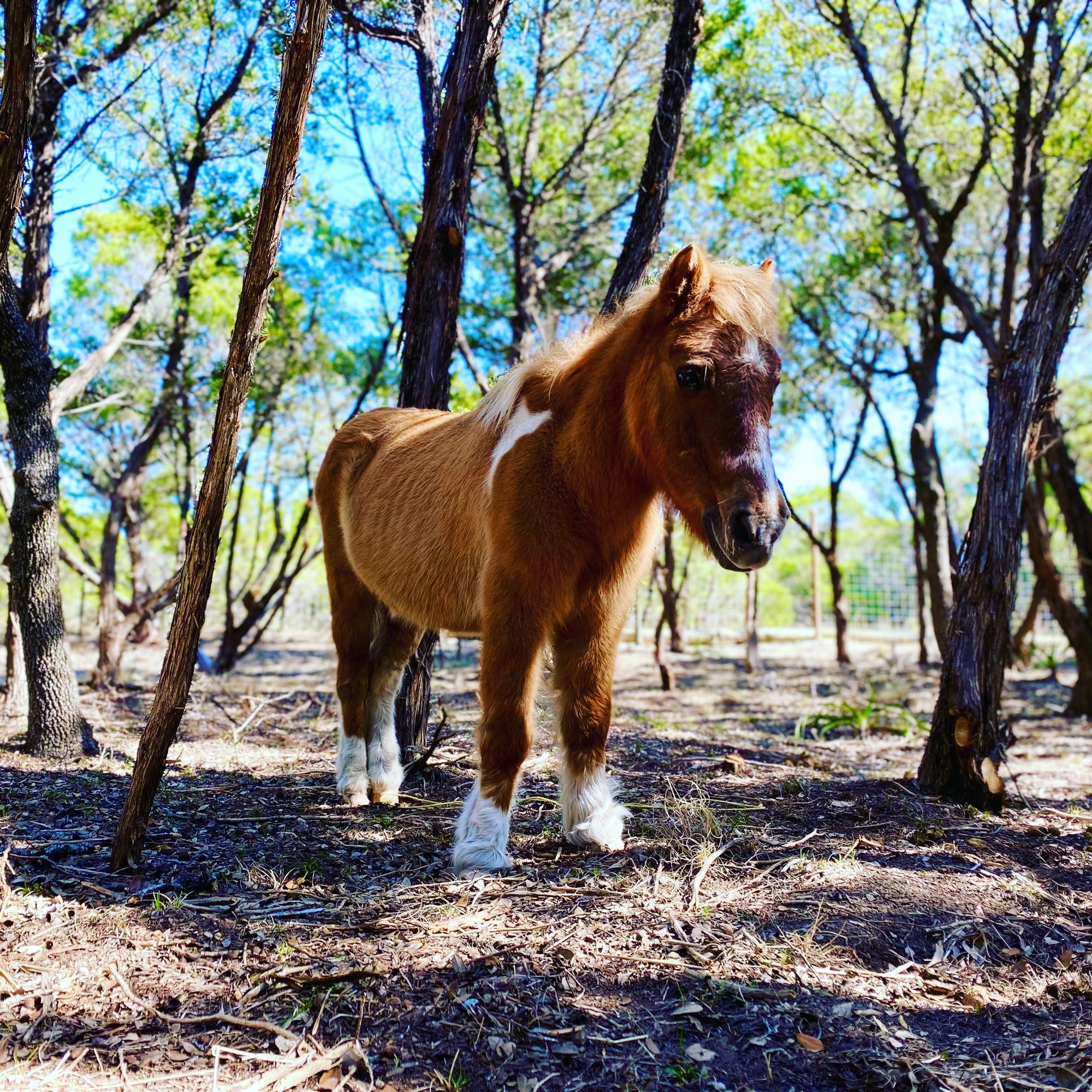 Hot Dog the rescue miniature horse standing among Hill Country trees at EcoValley Animal Sanctuary near Austin Texas