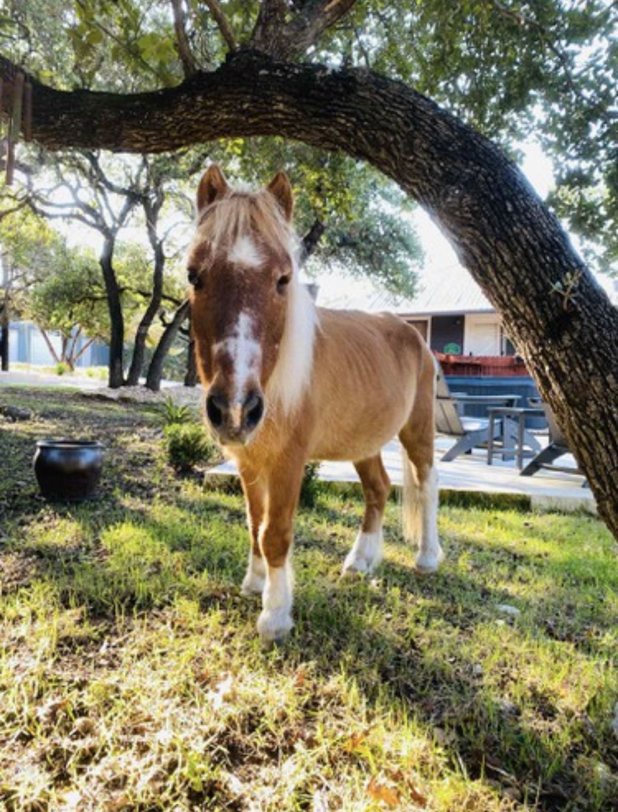 Hot Dog the miniature horse under an oak tree at EcoValley Animal Sanctuary near Austin Texas