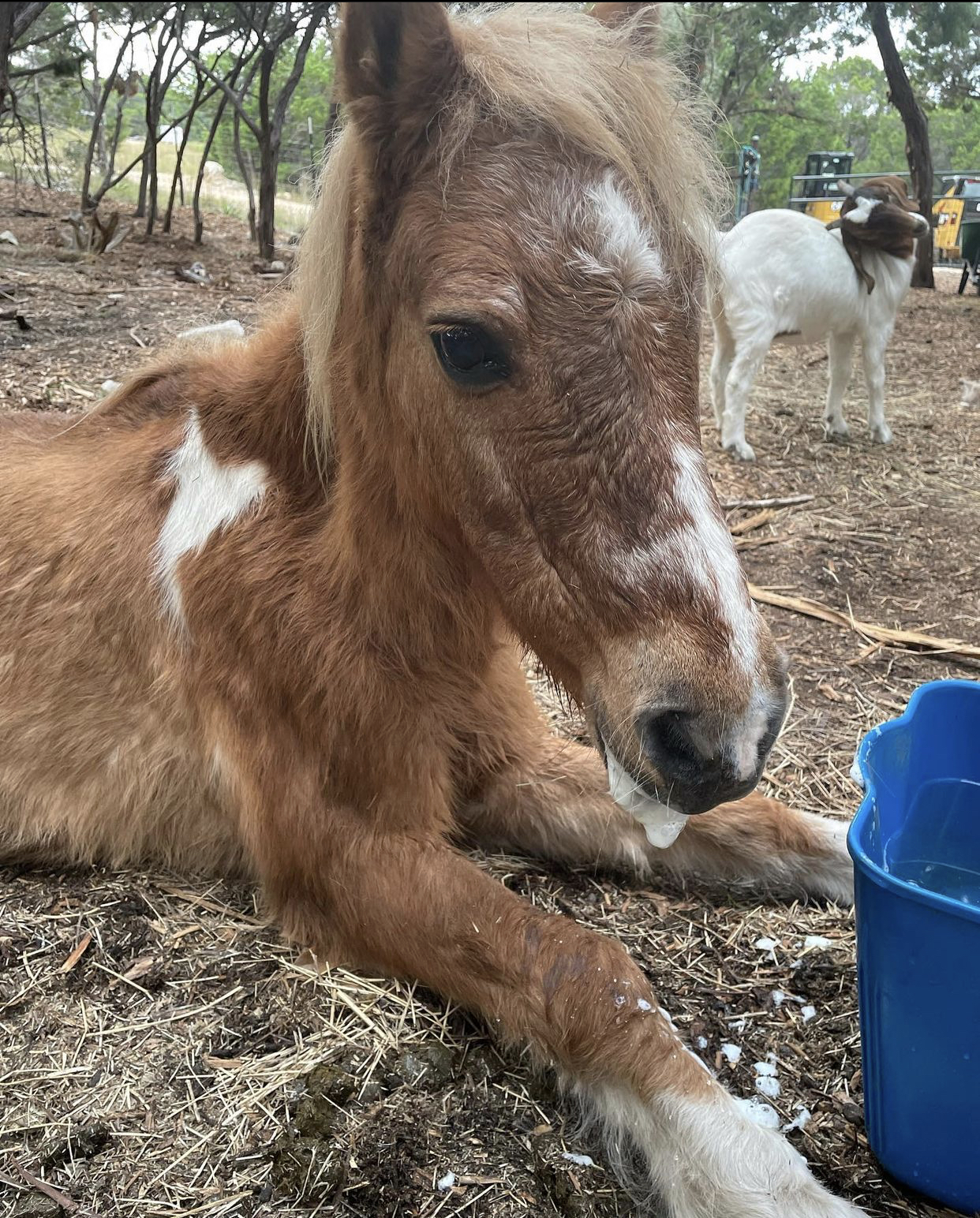Close-up of Hot Dog the rescue mini horse resting on the ground with a goat companion at EcoValley