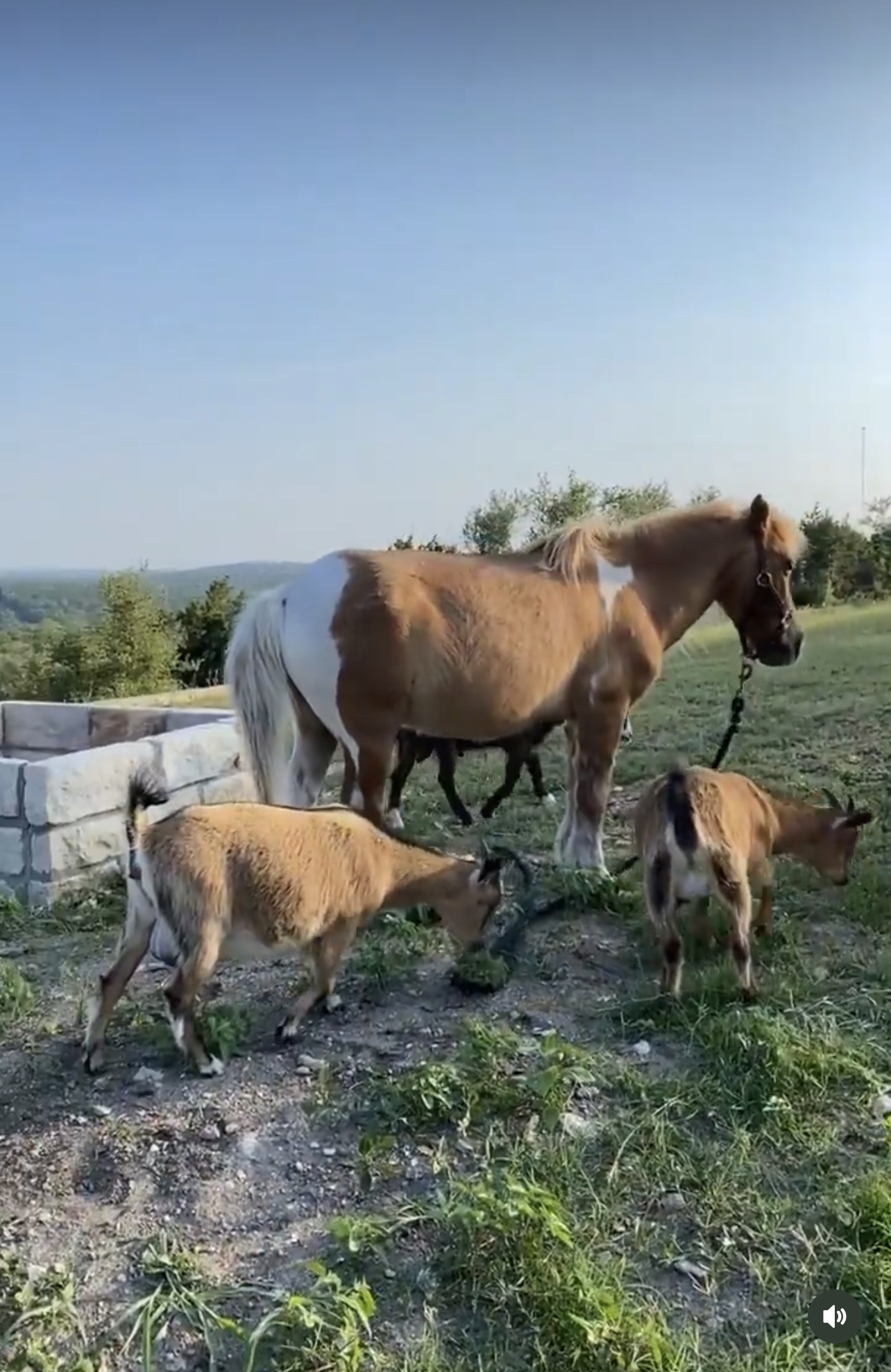 Hot Dog the mini horse with his goat friends on the Hill Country hilltop at EcoValley Animal Sanctuary