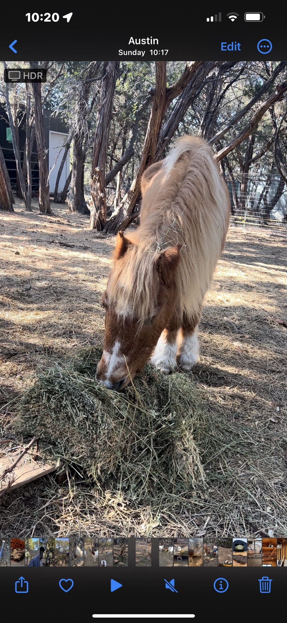 Hot Dog the mini horse eating hay at EcoValley Animal Sanctuary near Austin TX