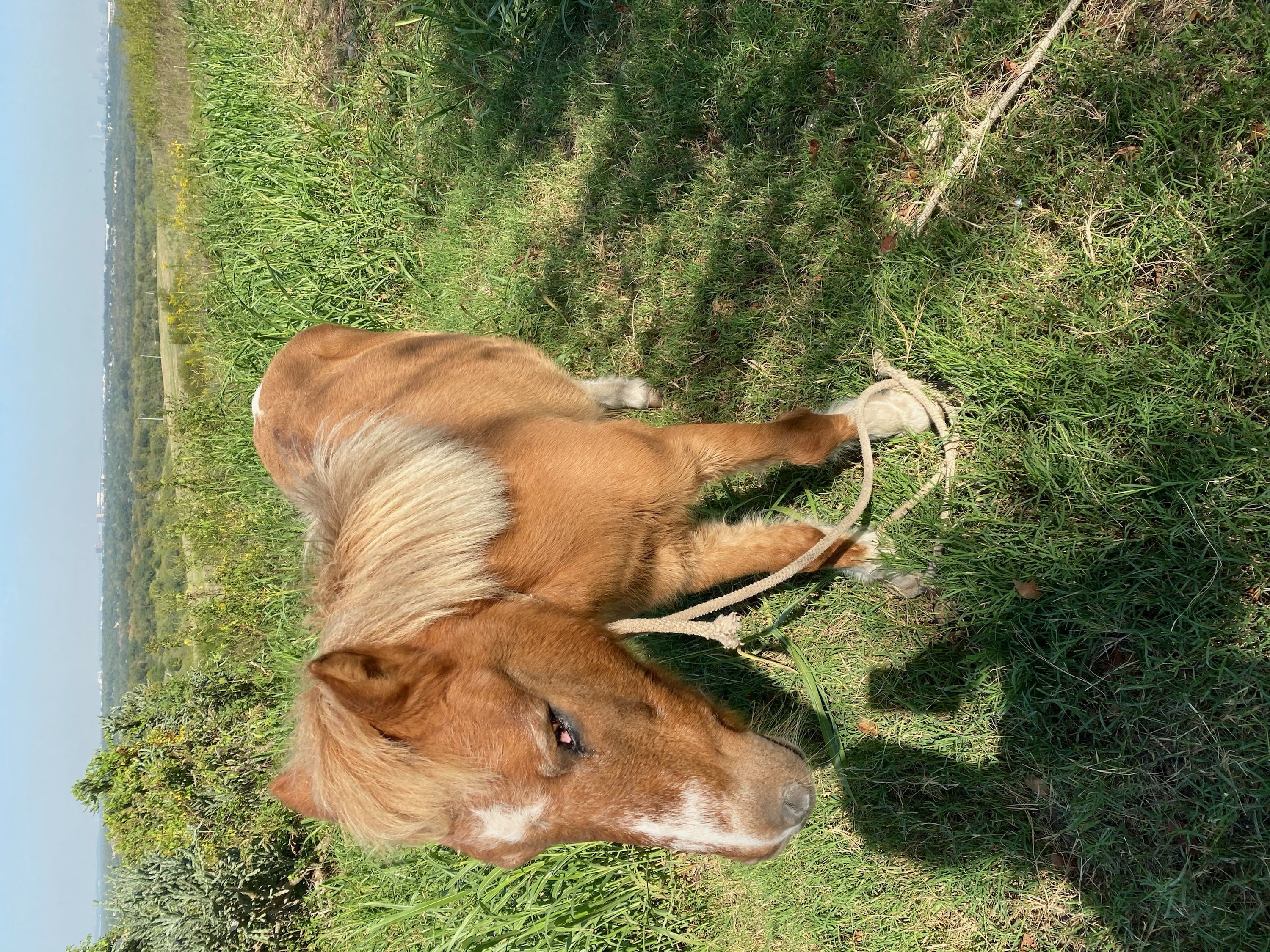 Hot Dog the rescue mini horse grazing in a Hill Country pasture at EcoValley Animal Sanctuary near Austin TX