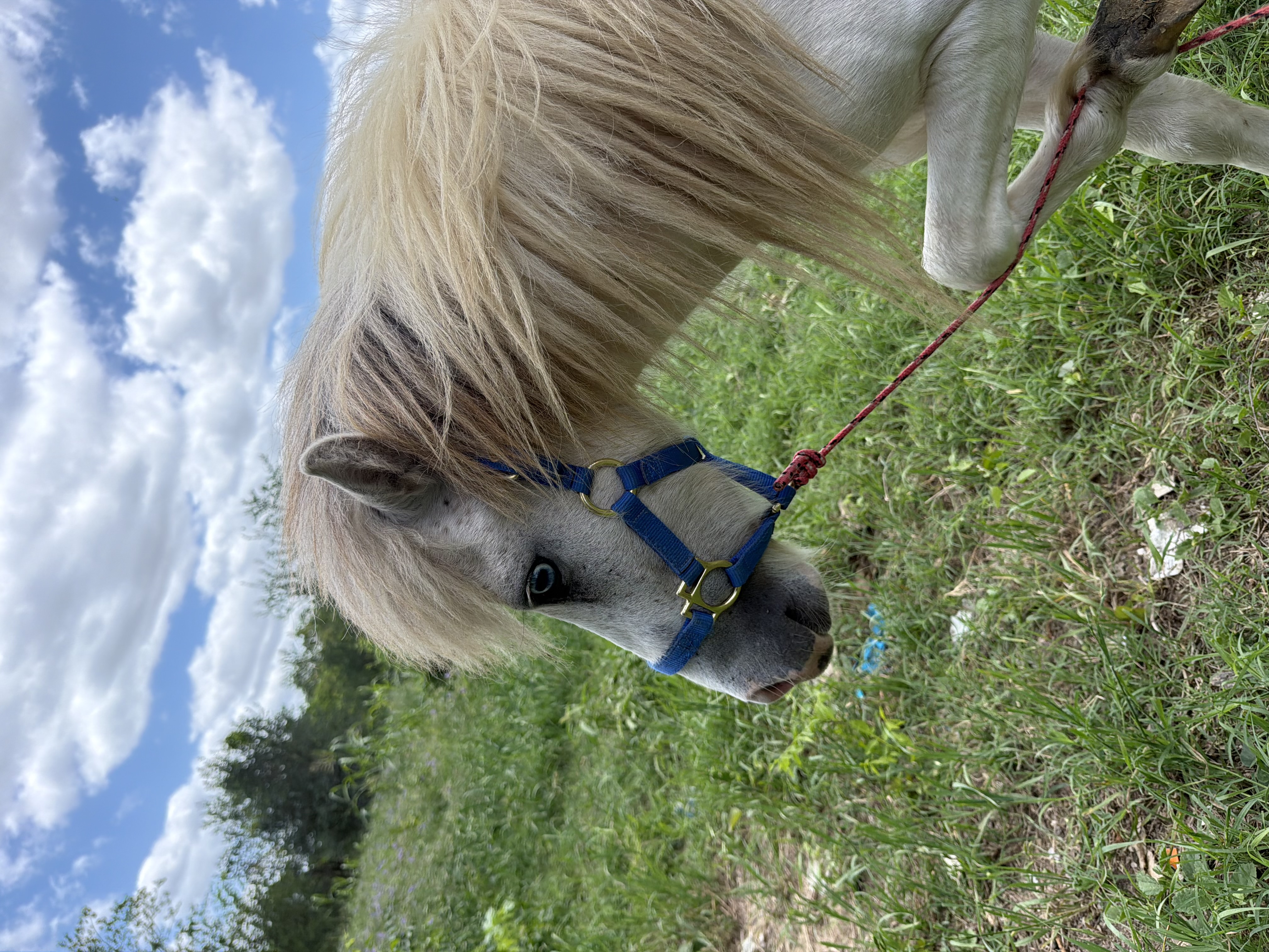 Antonio's Minis, two rescued miniature horses at EcoValley Animal Sanctuary near Austin Texas