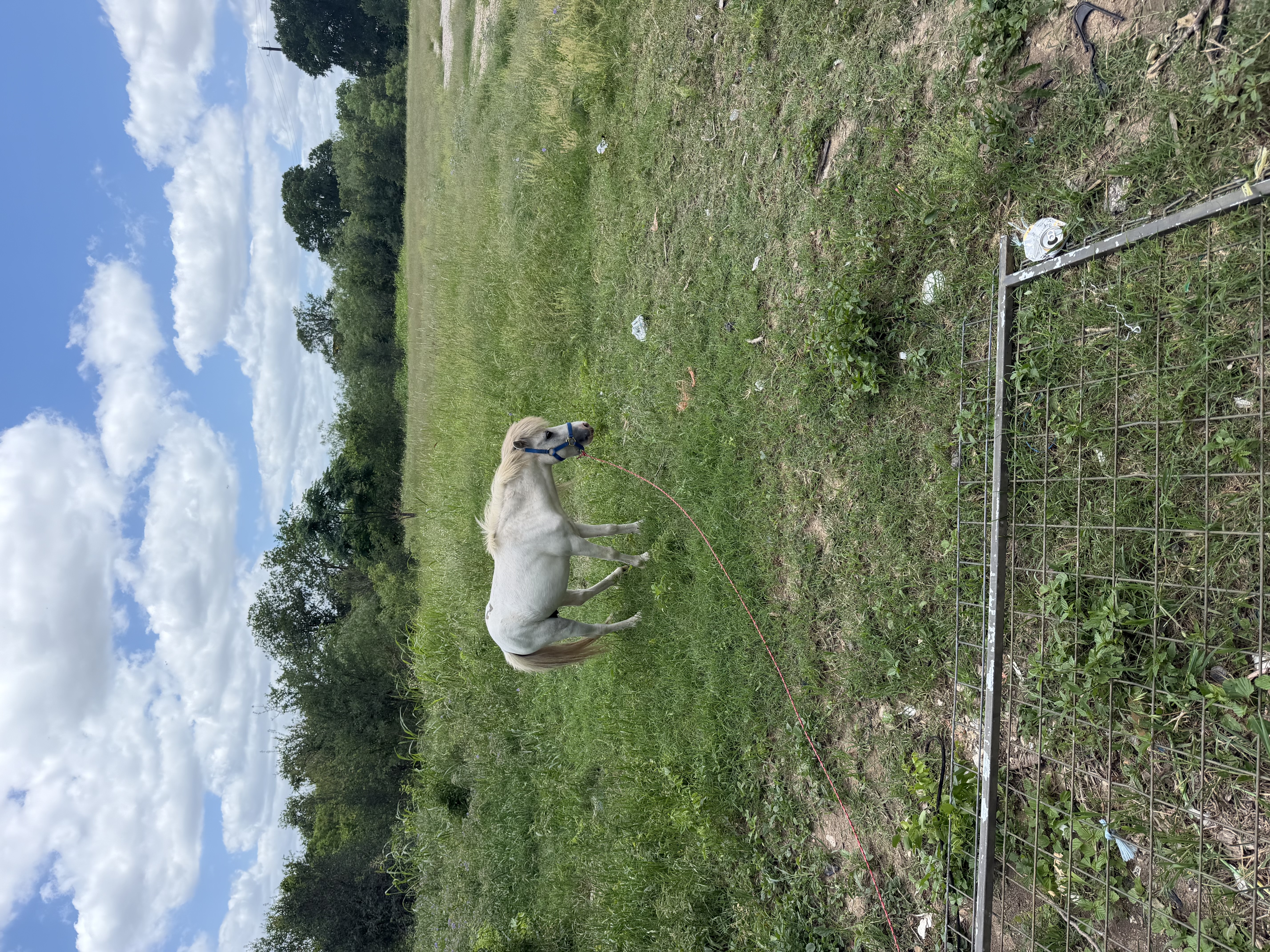 Rescued miniature horses grazing at EcoValley in the Texas Hill Country