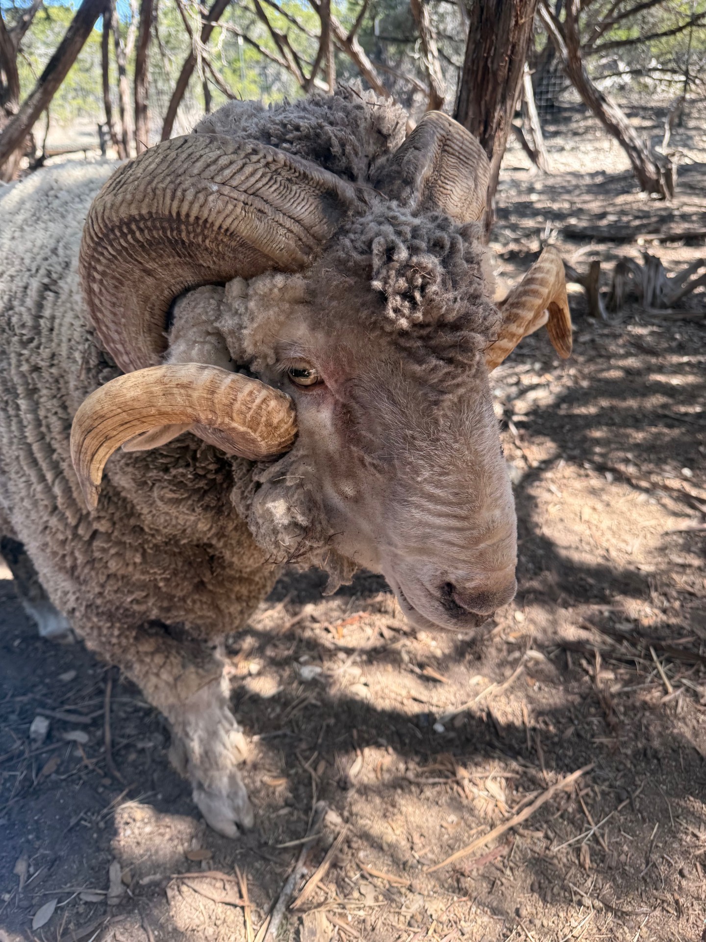 RAMbo the rescued ram at EcoValley Animal Sanctuary near Austin Texas
