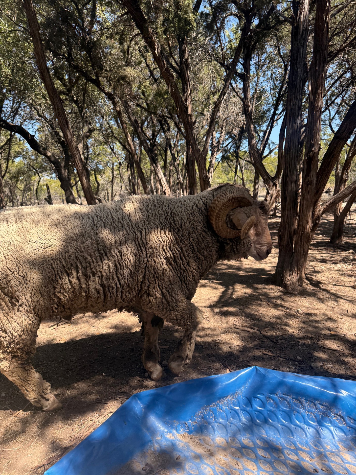 RAMbo the rescued ram at EcoValley Animal Sanctuary Hill Country near Austin