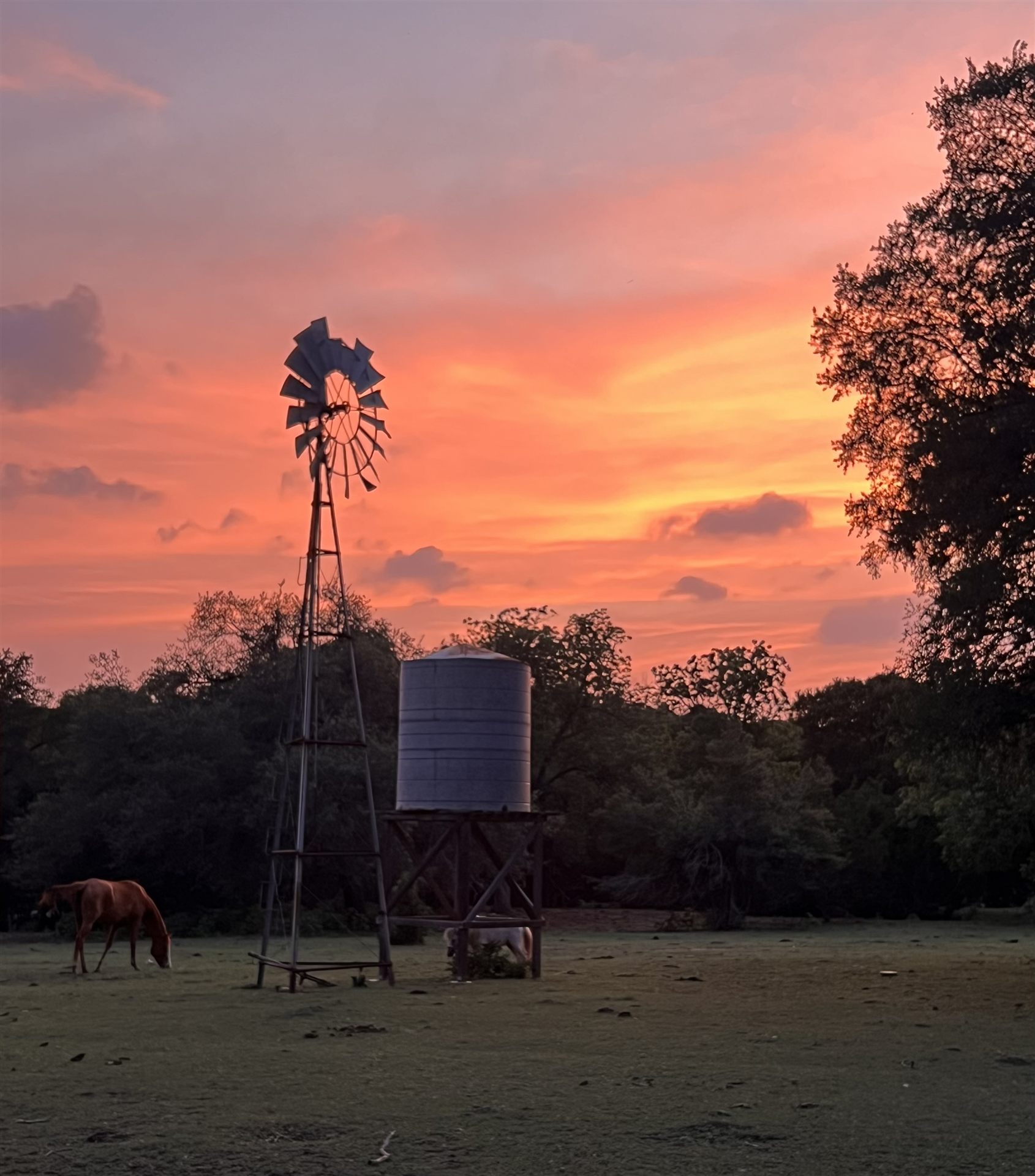 Sunset over EcoValley pasture